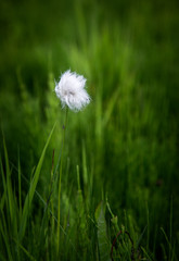 blooming cotton grass against a rich green meadow of grasses 