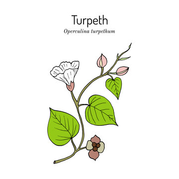 Turpeth operculina turpethum , or fue vao, St. Thomas lidpod, medicinal plant