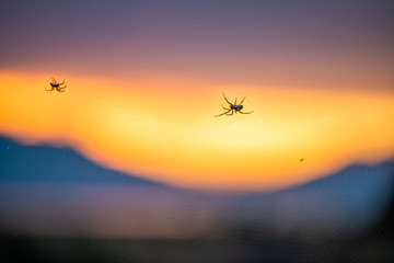 Obraz na płótnie Canvas Orange yellow sunrise on Great Salt Lake in Antelope Island State Park Ladyfinger campground with macro closeup view of spiders on web
