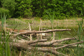 wasser, see, natur, baum, fluss, green, landschaft, teich, wald, sommer, park, himmel, blau, sumpf, brandenburg, gras, schön, bach, einträchtig, landschaftidyll, frühling, 