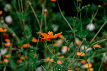 orange flowers in the garden