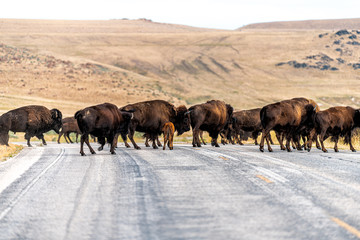 Many wild bison herd crossing road in Antelope Island State Park in Utah in summer with paved street and baby calves