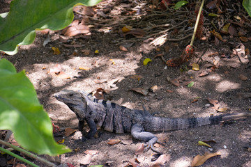 Photo of a reptile in Mexico