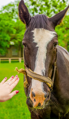 Girl pulls a hand towards the horse
