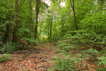 wald, bahn, natur, baum, baum, green, holz, landschaft, sommer, park, pfad, holz, road, blatt, herbst, frühling, blatt, laub, bürgersteig, umwelt, Brandenburg
, wandern, way