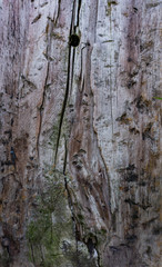 old wood texture with moss