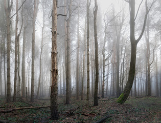 morning in the forest