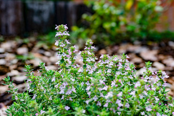 thyme flower in the garden