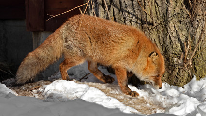 Red fox (Vulpes vulpes) near tree in winter