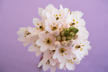 Closeup of a bouquet of white star of bethlehem flowers growing on the same stem and on a lilac background