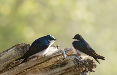Tree Swallow pair, Tachycineta bicolor, perched on branch near nest in beautiful morning light and fog