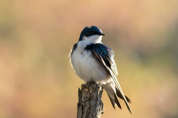 Tree Swallow, Tachycineta bicolor, perched on branch in beautiful morning light and fog