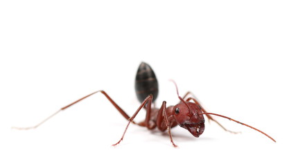 Desert ant, Cataglyphis bicolor isolated on white background