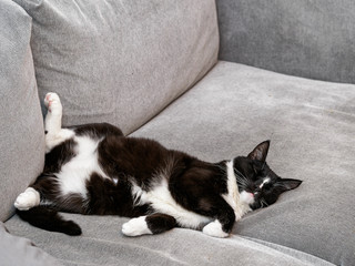Cat sleeping in a couch