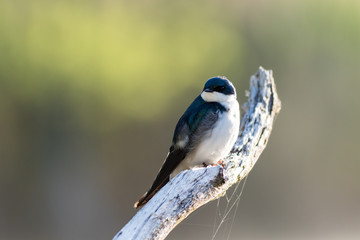 Tree Swallow, Tachycineta bicolor, perched on branch in beautiful morning light and fog