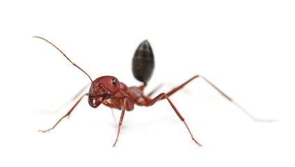 Desert ant, Cataglyphis bicolor isolated on white background