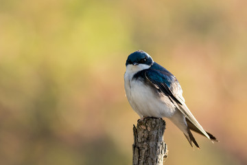 Tree Swallow, Tachycineta bicolor, perched on branch in beautiful morning light and fog