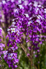 Die violetten Blüten des Teidelack