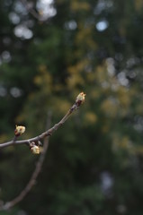 
buds on the trees