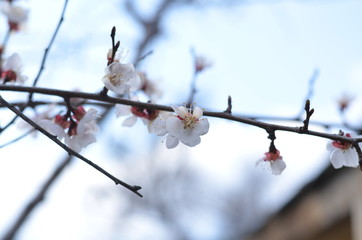 Obraz premium blooming cherry