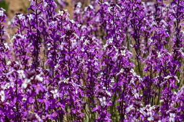 Die violetten Büsche des Teidelack