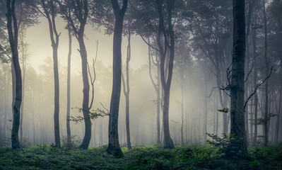 forest in fog