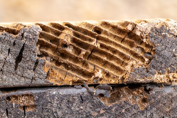 wood affected by woodworm. Wood-eating larvae of species of beetle