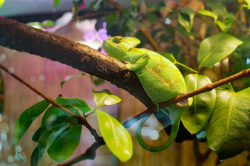 chameleon green in a terrarium © Ekaterina