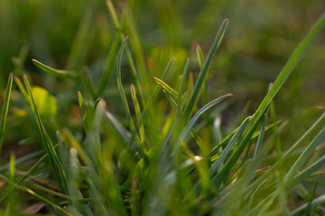 green grass in the wind