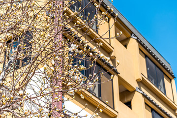 Nikko, Japan Tochigi prefecture during early spring with low angle view of apartment residential building or hotel with foreground of white magnolia flowers tree blooming