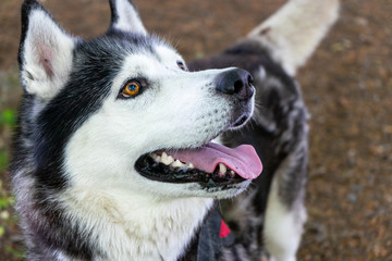 A Large  Adult Male Pure Bred Black and White Siberian Husky 