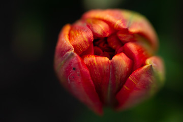 Live season in spring. Tulip