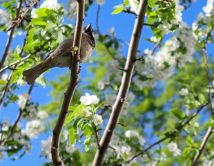 Sparrow on a branch of a blossoming apple tree. A house sparrow (Passer Domesticus) and green lush foliage against a blue sky. Close up view of bird in spring. Beautiful nature background.