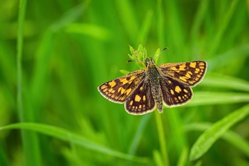 Close up image of a small bright orange and brown butterfly, the chequered skipper, with open wings sitting on fresh green grass growing in a meadow.