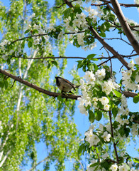 Sparrow on a branch of a blossoming apple tree. A house sparrow (Passer Domesticus) and green lush foliage against a blue sky. Close up view of bird in spring. Beautiful nature background.