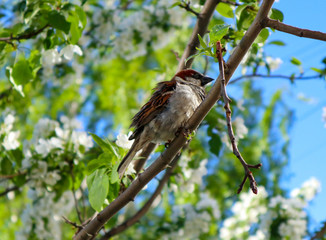 Sparrow on a branch of a blossoming apple tree. A house sparrow (Passer Domesticus) and green lush foliage against a blue sky. Close up view of bird in spring. Beautiful nature background.