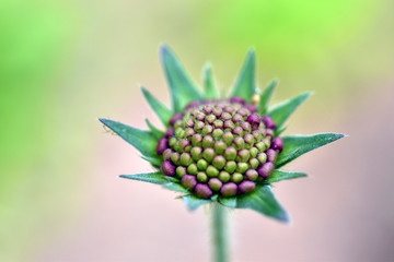 Knospe einer Witwenblume