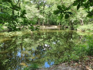 Obraz premium lake in forest