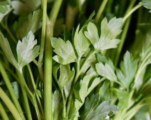 fresh green parsley leaves background 
