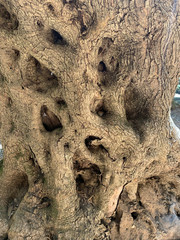 olivenbaum nahaufnahme stamm knorrig