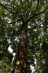 Fototapeta premium trees in the forest