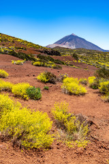 Frühling in der Kraterebene am Fuße des Teide-Vulkans