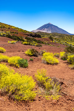 Fr&uuml;hling in der Kraterebene am Fu&szlig;e des Teide-Vulkans