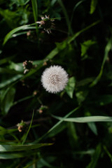 dandelion in the grass