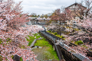 Kyoto neighborhood in spring with cherry blossom flower trees and Lake Biwa river canal in April in Japan during rain and buildings in background high angle view