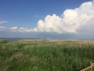 fjord schilf woleknhimmel