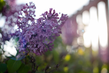 lilac flowers in the wind