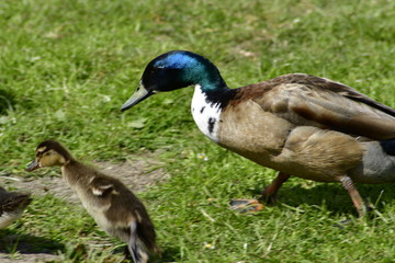 duck and ducklings