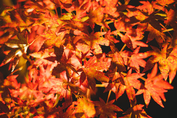 紅葉