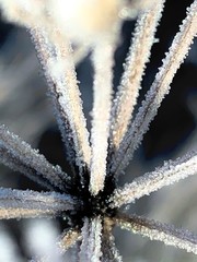 nahaufnahme eiskristalle winter pflanzen